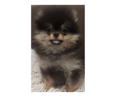 Pomeranians Boo puppies | free-classifieds-usa.com - 4