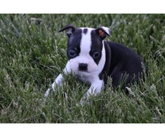 CKC Boston Terrier Puppies ! | free-classifieds-usa.com - 1