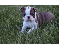 CKC Boston Terrier Puppies ! | free-classifieds-usa.com - 2