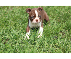 CKC Boston Terrier Puppies ! | free-classifieds-usa.com - 3