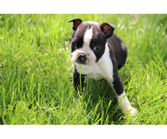CKC Boston Terrier Puppies ! | free-classifieds-usa.com - 4