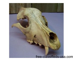 Authentic Old Coyote Skull Bone | free-classifieds-usa.com - 1