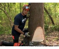Tree removal | free-classifieds-usa.com - 1