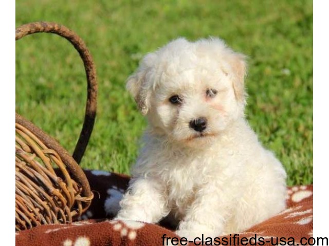 Pure Breed Bichon Frise Puppies For Sale Animals