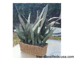 PLANTS AND CLAY POTS | free-classifieds-usa.com - 1