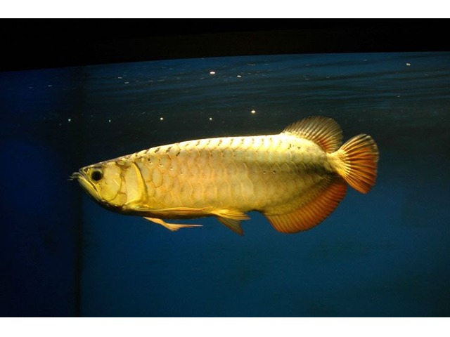  Golden Arowana Fish  For Sale And others Now Animals 