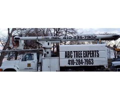 Tree removal, Prunning, Trimming. | free-classifieds-usa.com - 1