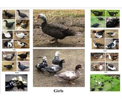 12 Muscovy duck fertile eggs for hatching | free-classifieds-usa.com - 1