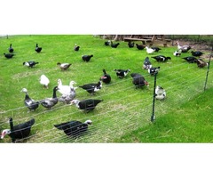 12 Muscovy duck fertile eggs for hatching | free-classifieds-usa.com - 2