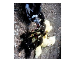 12 Muscovy duck fertile eggs for hatching | free-classifieds-usa.com - 3