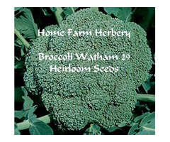 Broccoli, Waltham 29 Heirloom Seeds, Order now, FREE shipping | free-classifieds-usa.com - 1