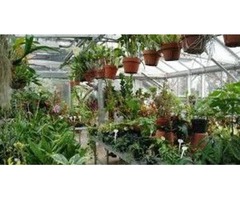 tropical gardens | free-classifieds-usa.com - 1