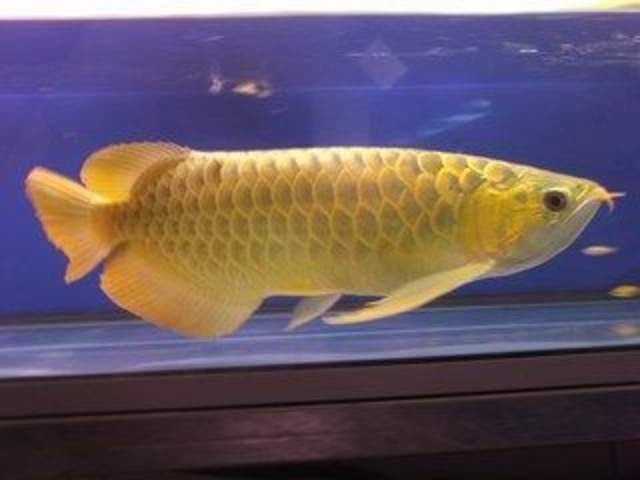  Golden Arowana Fish  For Sale And Many Others Now Animals 
