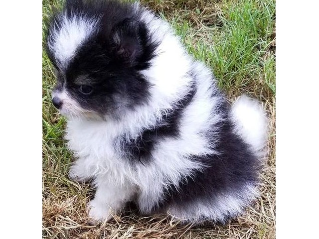 Adorable Pomeranian Puppies Black And Tan