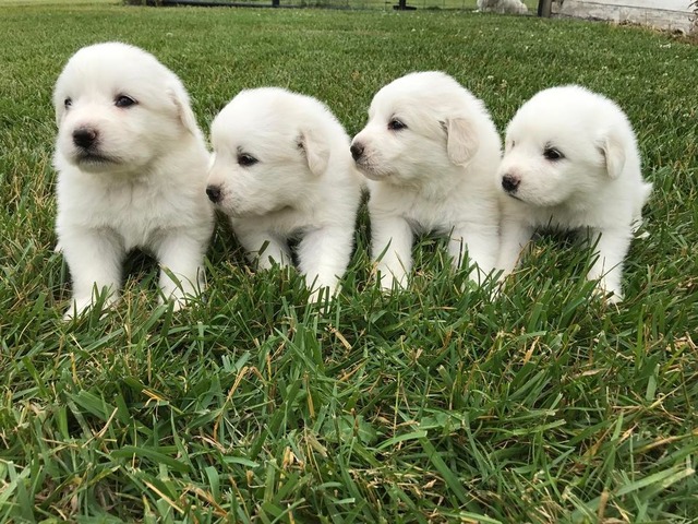 purebred great pyrenees puppies