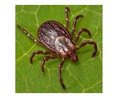 Pest Control | free-classifieds-usa.com - 1