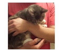 Found Kitty | free-classifieds-usa.com - 1