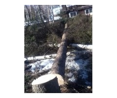 Lumberjack Tree Service | free-classifieds-usa.com - 1
