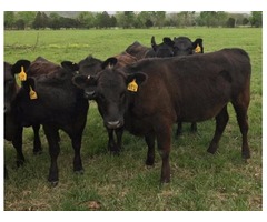 20 Black Angus AI Bred Heifers For Sale | free-classifieds-usa.com - 1