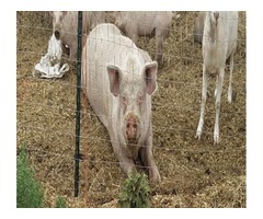 Butcher Pigs | free-classifieds-usa.com - 1