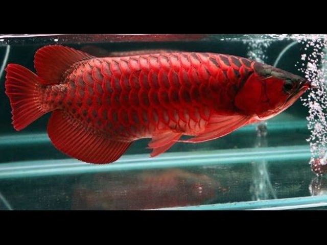 Super Red Arowana Fish For Sale and Many Others Now Call 