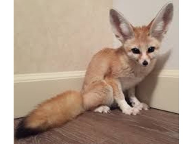 Can You Own A Fennec Fox In Texas Fennec Fox For Sale Animals Albany Texas Announcement 75820