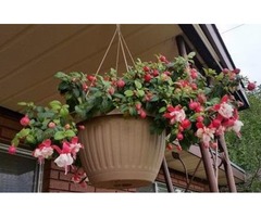 Blooming Fuschias basket | free-classifieds-usa.com - 1