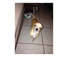 $$$REWARD$$$ LOST/STOLEN Male Chihuahua from Los Fresnos Tx | free-classifieds-usa.com - 2