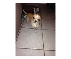 $$$REWARD$$$ LOST/STOLEN Male Chihuahua from Los Fresnos Tx | free-classifieds-usa.com - 3