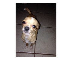 $$$REWARD$$$ LOST/STOLEN Male Chihuahua from Los Fresnos Tx | free-classifieds-usa.com - 4