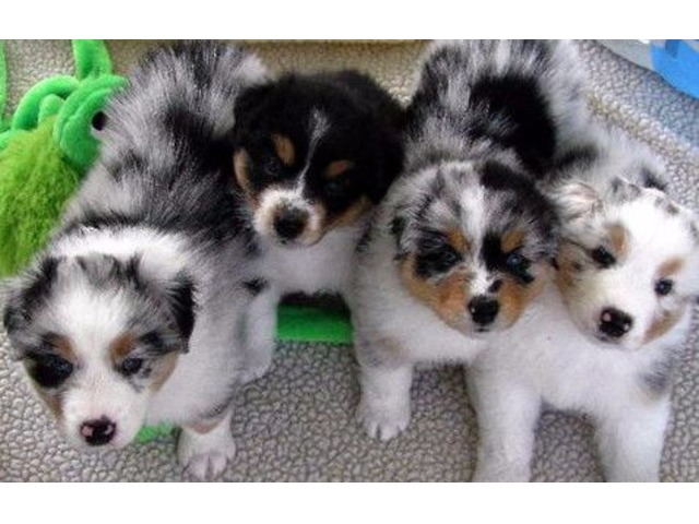 Australian Shepherd puppies for sale - Animals - Hewitt - Wisconsin -  announcement-76852