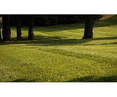 Zing is a locally owned professional lawn and tree care company | free-classifieds-usa.com - 1
