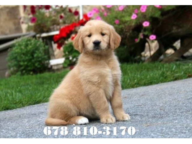 Puppies Under $200 - Pets - United States
