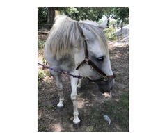 Super sweet 13 year old broodmare | free-classifieds-usa.com - 1