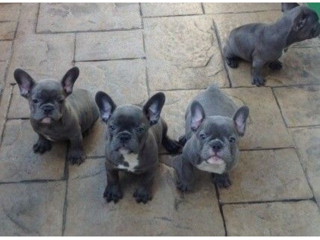 Top Quality Blue French Bulldog Puppies. Animals Los