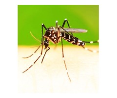 Mosquito Control | free-classifieds-usa.com - 1