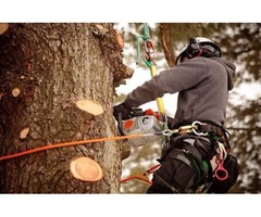 Best Tree Removal Service in Atlanta | free-classifieds-usa.com - 4