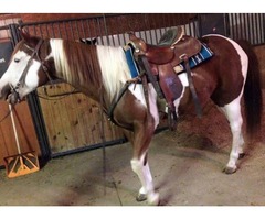White and brown paint gelding | free-classifieds-usa.com - 2