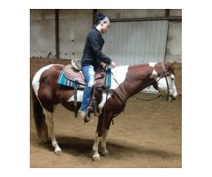 White and brown paint gelding | free-classifieds-usa.com - 3