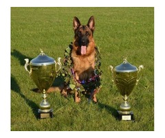 AKC German Shepherd Puppies | free-classifieds-usa.com - 1