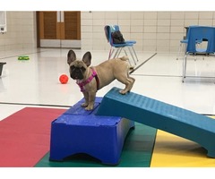 Dog Training and Pet Sitting - Rogues and Rascals | free-classifieds-usa.com - 3