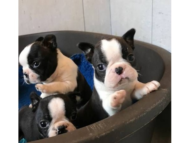 Purebreed M/F Boston Terrier puppies looking for new home