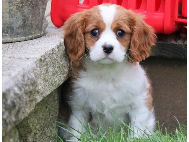 AKC Cavalier King Charles Spaniel Pups Must See 347921