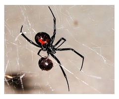 Spider Control | free-classifieds-usa.com - 1