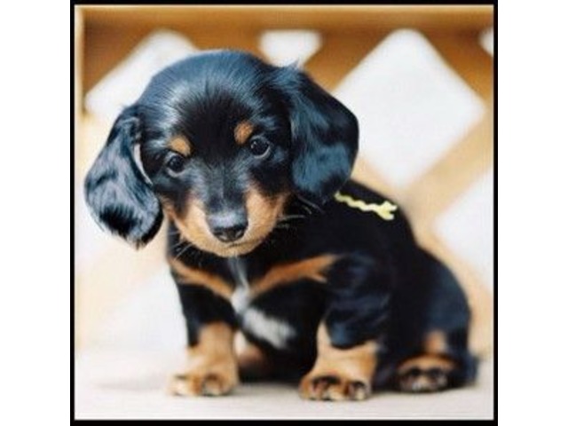 Healthy Well Trianed dachshund puppies available Animals