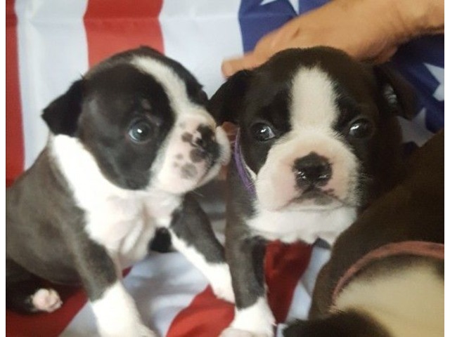 Beautiful aKc Registered Boston Terrier Puppies Animals