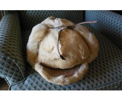 Dall Sheep Hat from Alaska | free-classifieds-usa.com - 1