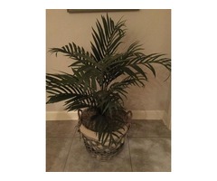 Floor plant in basket | free-classifieds-usa.com - 1