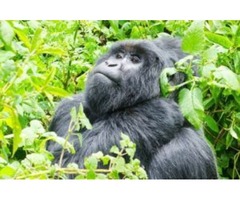 Experience the greatest gorilla trekker safari with Cocaweu creation safaris | free-classifieds-usa.com - 1