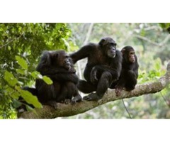 WOULD YOU LIKE TO VISIT THE WORLDS’ CAPITAL CITY OF PRIMATES? | free-classifieds-usa.com - 1